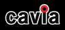 Cavia